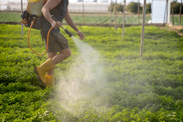 Best Residential Pest Control  in Second Mesa, AZ