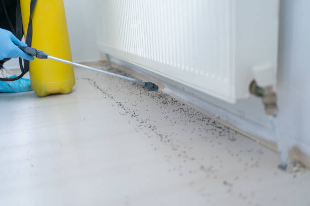 Best Wasp Removal Services  in Second Mesa, AZ